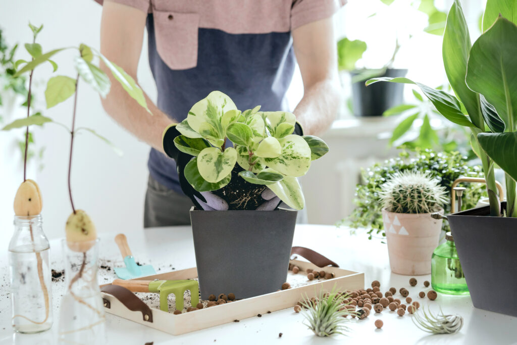 A gardener is seen planting a tropical indoor plant into the MODliv planter.